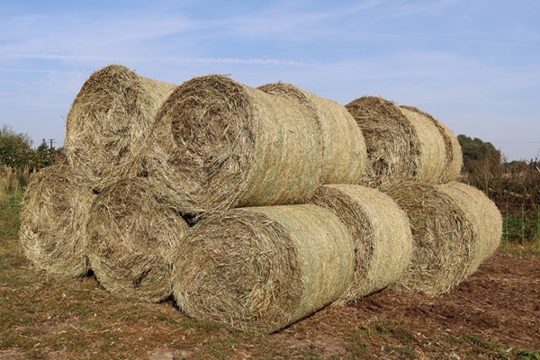 Stacked biomass round bales sitting outside