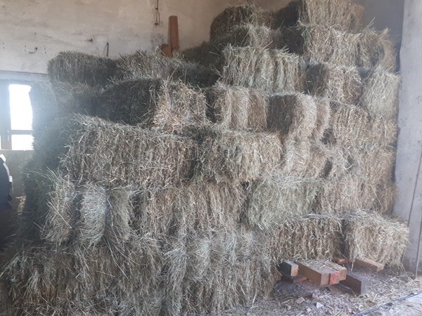 Stacked hay bales in a barn