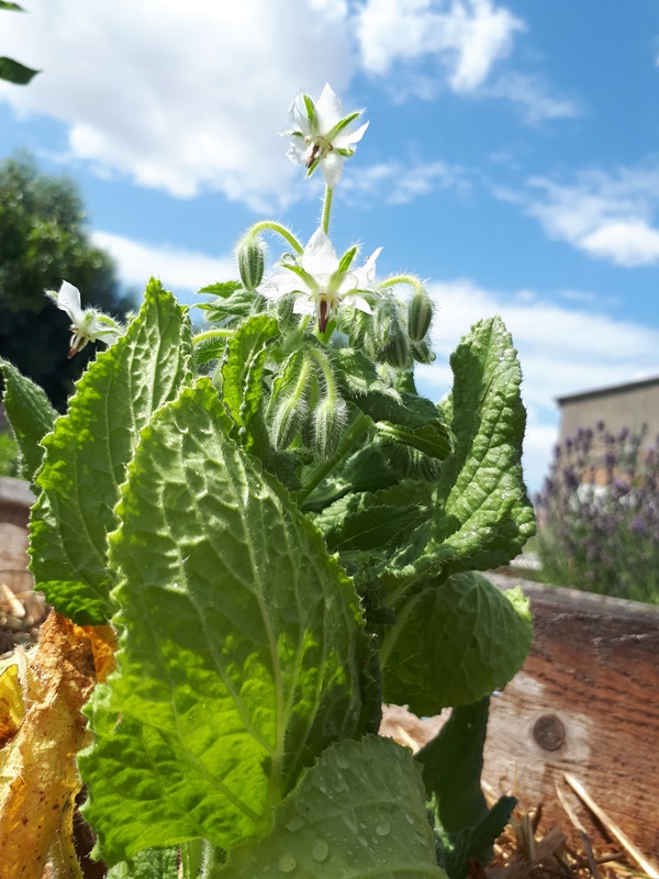 Beautiful, compact grown, white borage against a bright blue shy