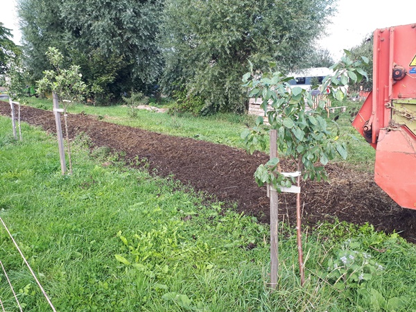 Compost bed, black in colour from freshly spread cow manure