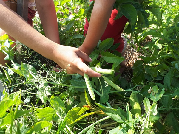 Children picking pea pods
