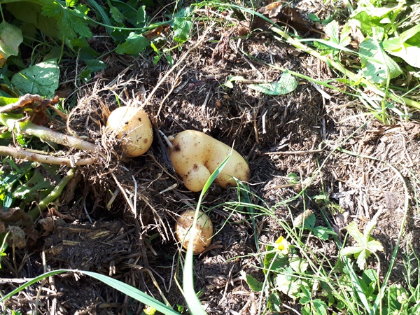 Cleared potatoes in a no-tilled compost bed