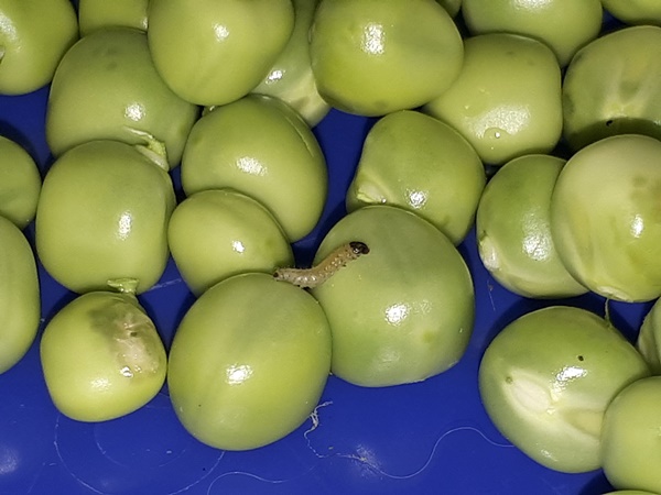 Worm coming from a pea