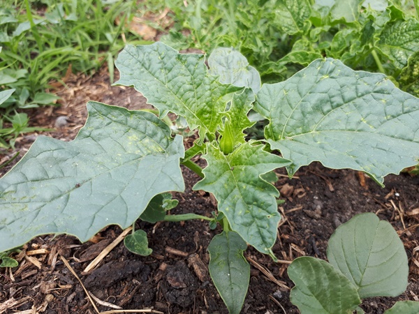 A Datura with a flower bud
