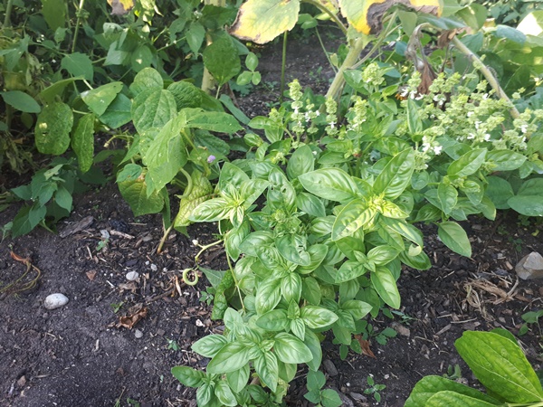 A beautiful basil plant growing beside green beans