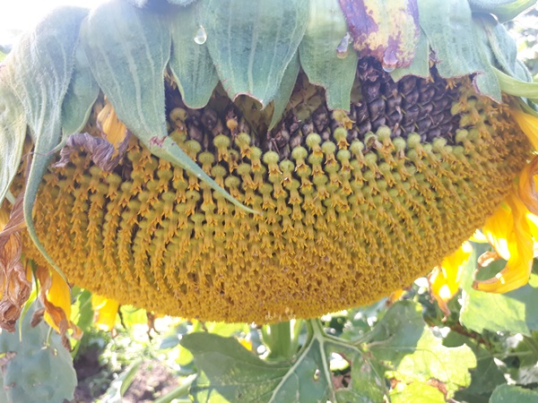 A big sunflower head forming seed which already get eaten away by birds as they ripen