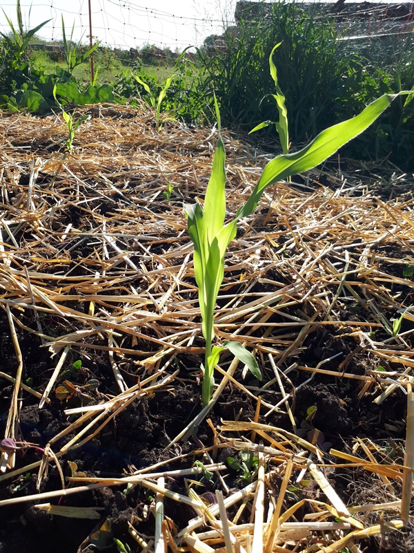 Corner of a garden bed with freshly planted corn seedlings, mulched with straw and chicken manure