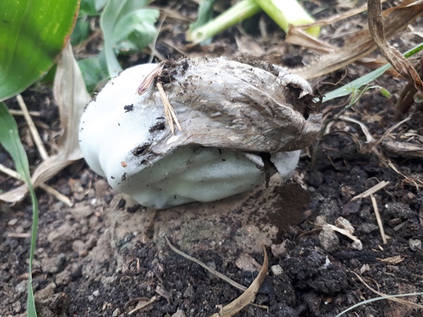Big white fungus ball at the foot of a corn plant, with black powdery spores coming out