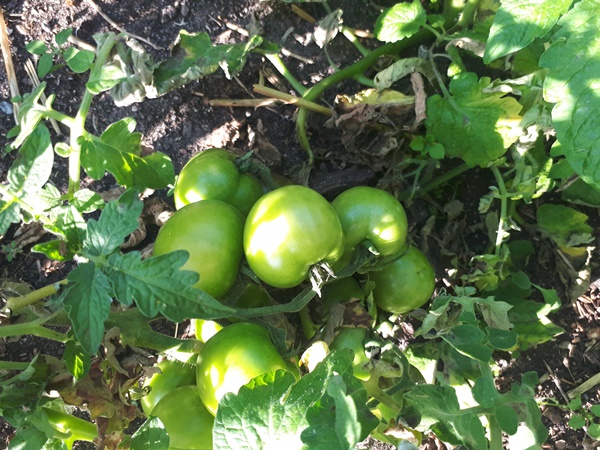 A bunch of beautiful green tomatoes on a tomato plant