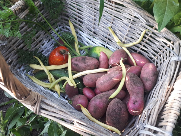 A small harvest basket with potatoes, green beans, a red tomato, a carrot and some cucumbers