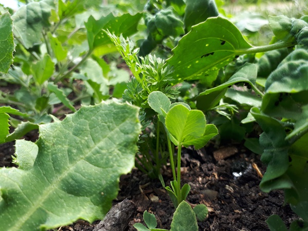 A carrot seedling hiding among the weeds