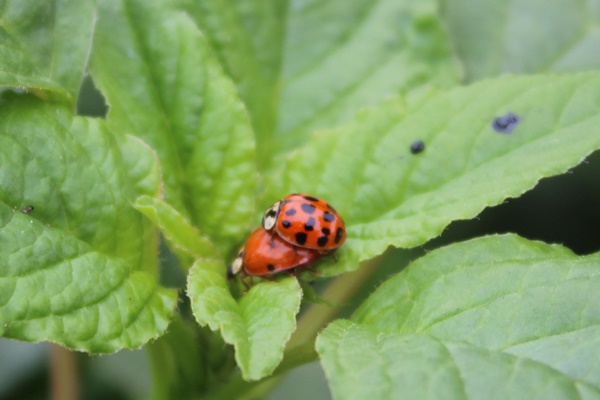 Ladybugs working on the future generation