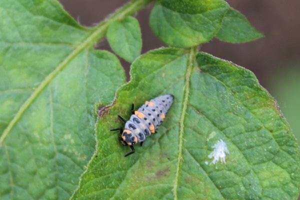 A Ladybug larva on a green leaf