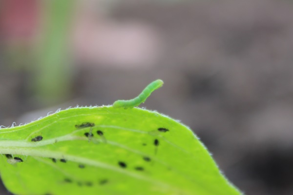 A little green caterpillar checking its surroundings from a green leaf