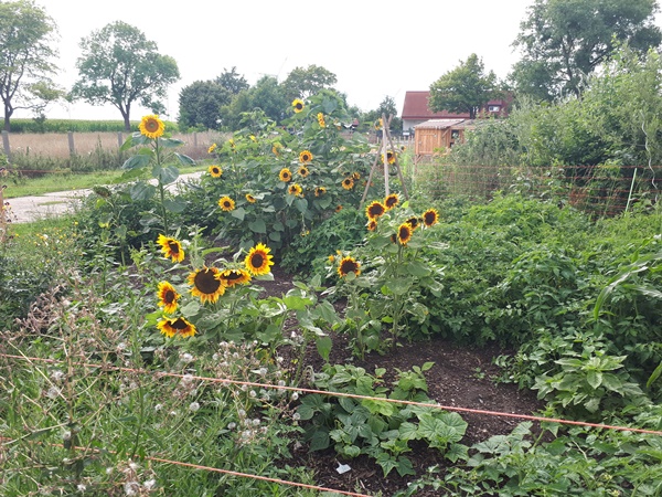 A messy garden bed with beautiful flowering sunflowers