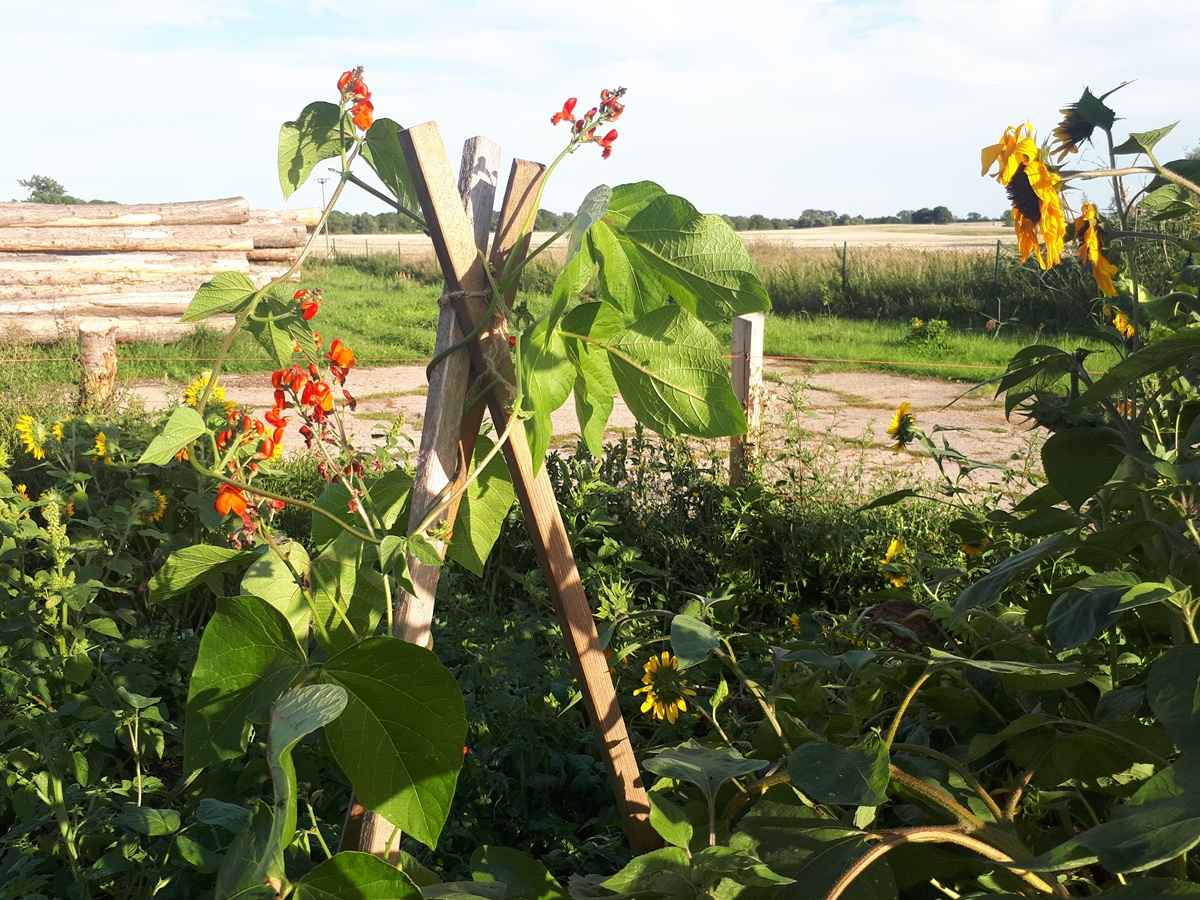 A green looking garden bed with red flowering runner beans climbing up some stakes and beautiful sunflowers