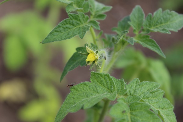 Tomato plant right about to fully flower