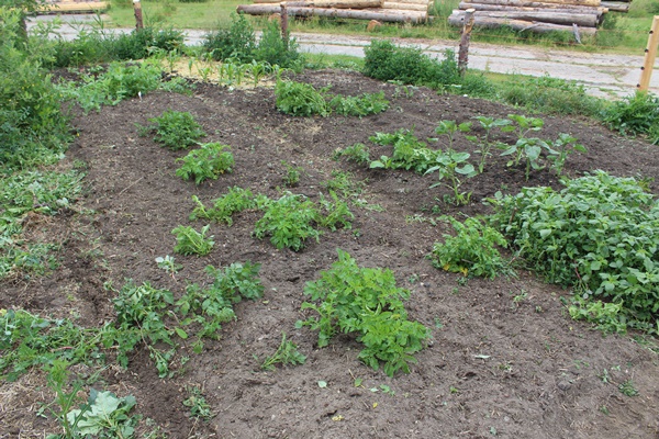 Almost empty garden bed with corn in the back and some small sunflowers in the front