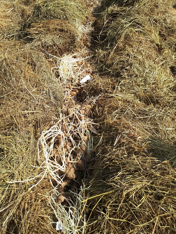 Ditch in mulch filled with over sprouted seed potatoes
