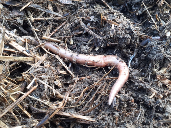 A large earthworm