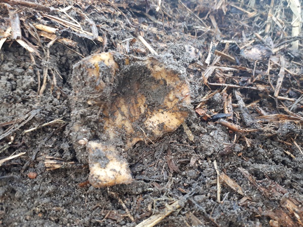 Potato rest after mice banquet