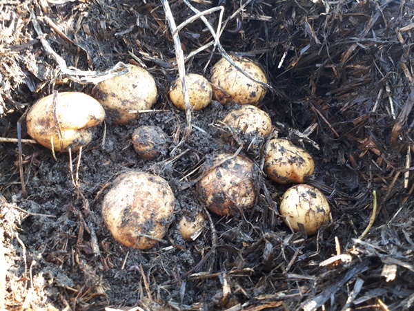 Potatoes in soil cleared from mulch