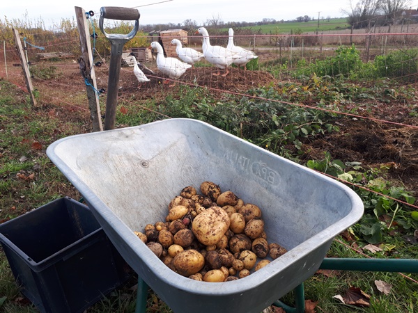 Potatoes in a wheel barrow with geese and runner ducks in the background