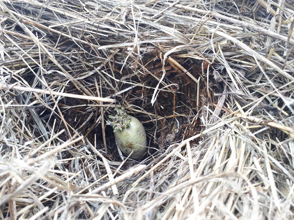 Sprouted seed potato set in mulch for planting