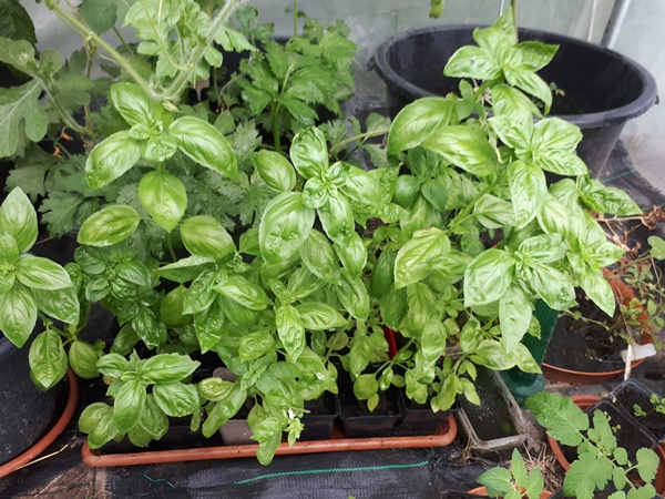 Good looking basil in small pots in a greenhouse
