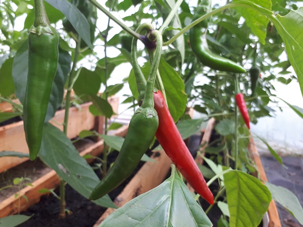 Cayenne peppers in wooden planters in a greenhouse with green and red peppers