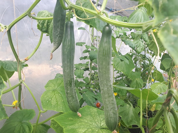 Cucumber plants in a greenhouse with 3 large cucumbers