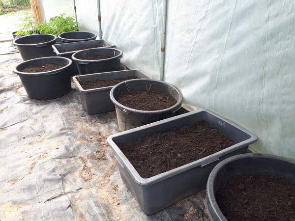 Mortar buckets rowed up in a greenhouse ready for planting