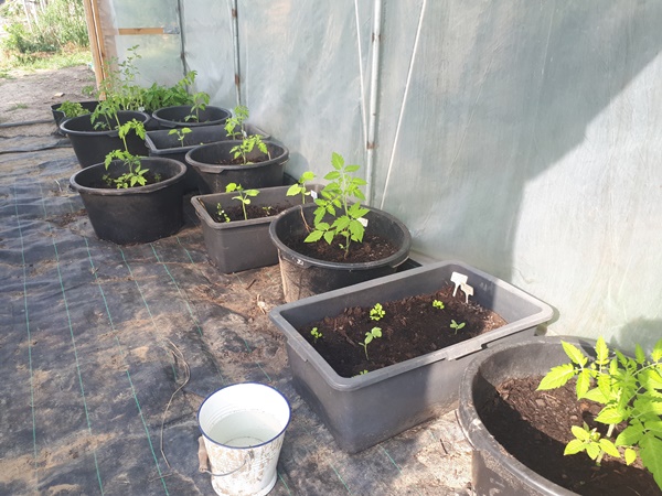 Planted mortar buckets with tomato plants, cucumber plants, water melon and celery rowed up in a greenhouse 