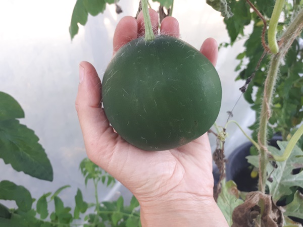 Small watermelon still attached to the plant in a hand in a greenhouse