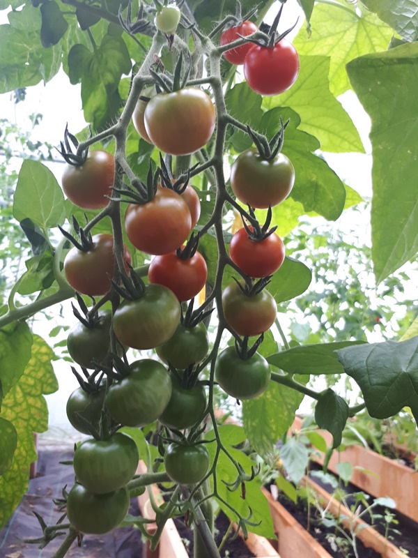 Large tomato bunch from snack tomatoes with tomatoes in different stages of ripeness