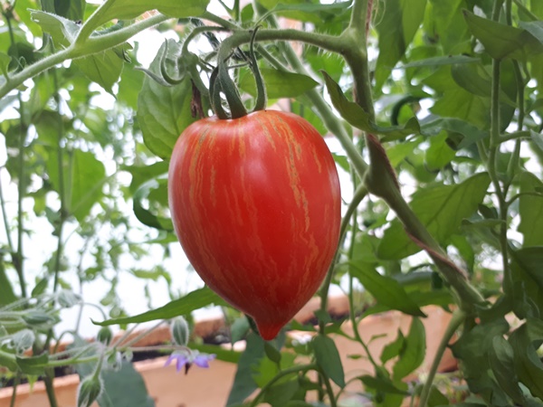 Ripe tomato marmorossa