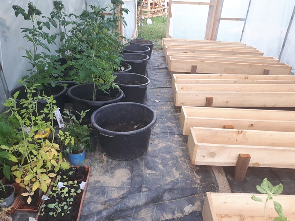 Greenhouse filled with empty wooden planters and mortar buckets filled with plants