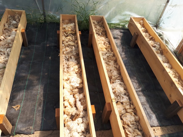 Wooden planters with a good layer of sheep wool on the bottom