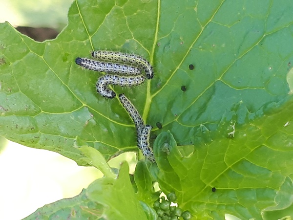 5 caterpillars of the “large cabbage white butterfly” (Pieris brassicae) on a mustard leaf
