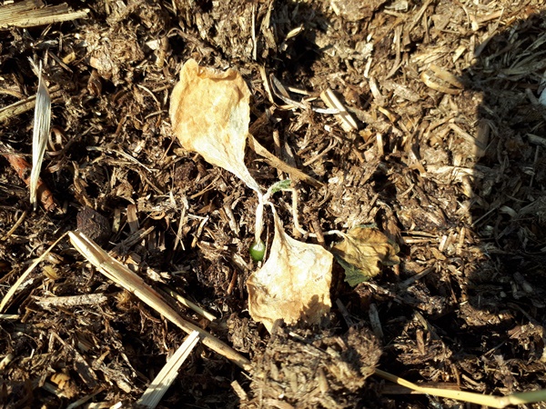 Dried out pumpkin seedling in a compost bed