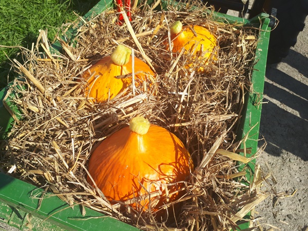 3 beautiful orange shiny ripe Hokkaido pumpkins in straw in a child’s toy trailer