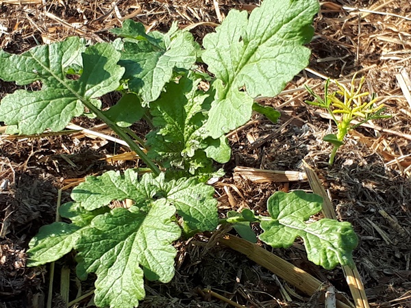 Small mustard plant and a very small lupine plant growing in a compost bed