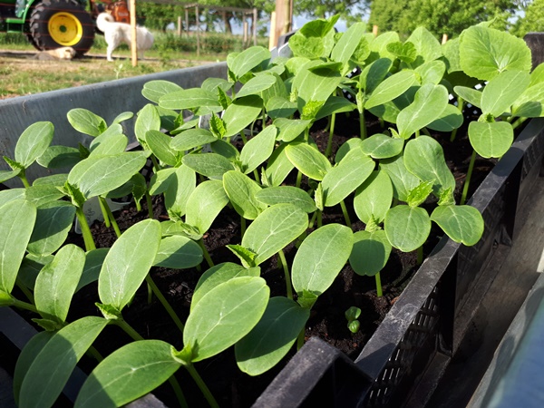 Pumpkin seedlings in a create in a wheel barrow with two dogs in the background
