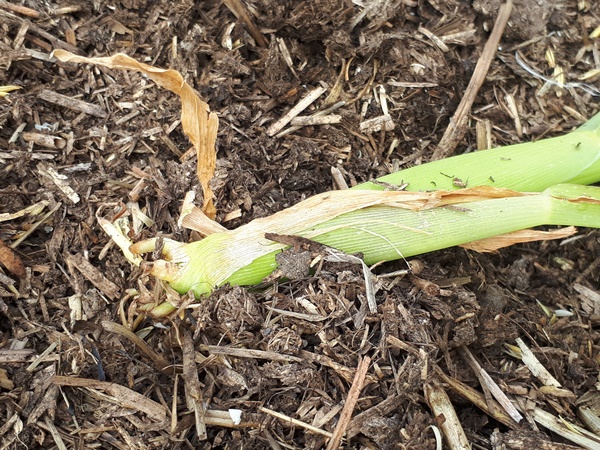 Fallen over corn plant with no roots on a compost bed