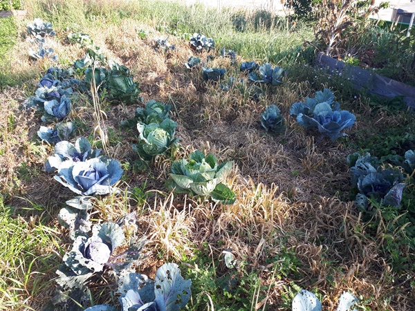 Garden patch filled with cabbages, celeriac and weeds