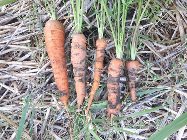 Freshly harvested carrots on straw mulch