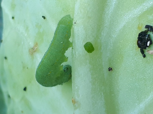 Green caterpillar on a white cabbage