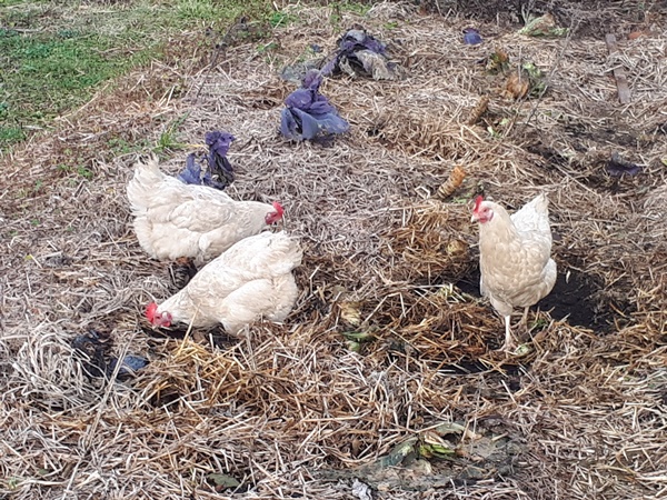 3 white Sussex chickens free range in a cabbage garden patch which was harvested
