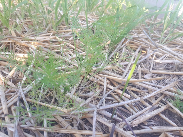 A row of small dill plants in a raised garden bed with straw mulch