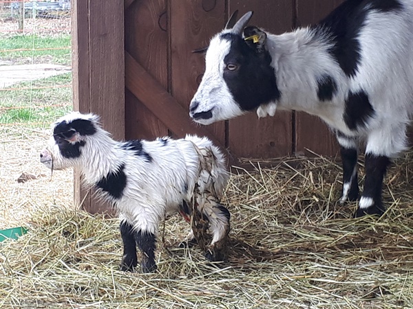 Freshly born dwarf goat lamb